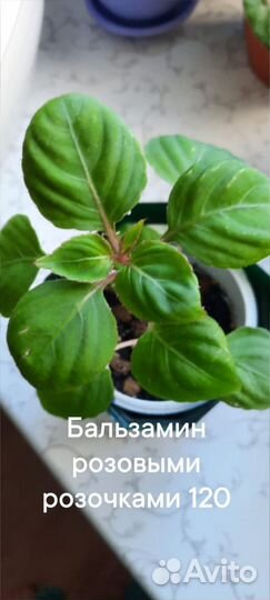 Бальзамин