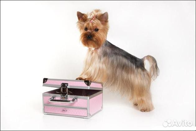 Стрижки, груминг, стрижка, уход за собаками