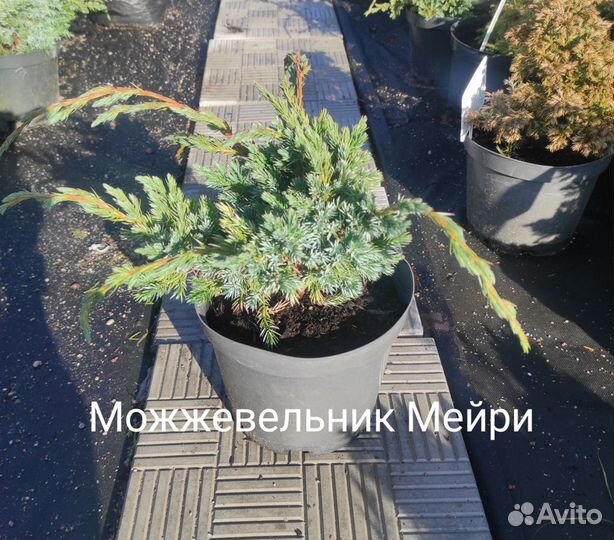 Можжевельник