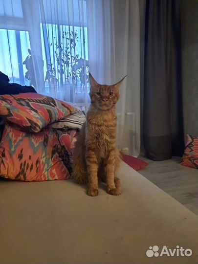 Кот для вязки