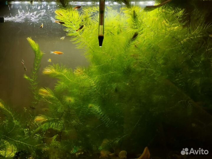 Аквариумные растения прополка