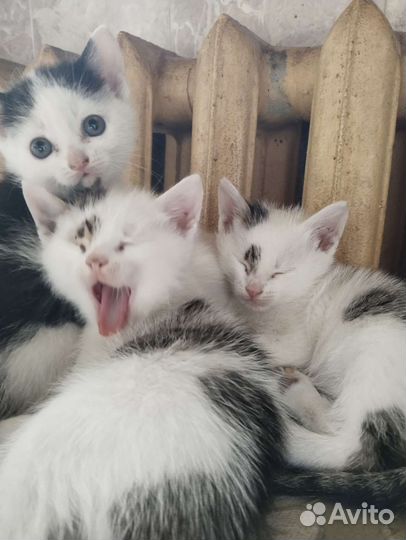 Котята в добрые руки