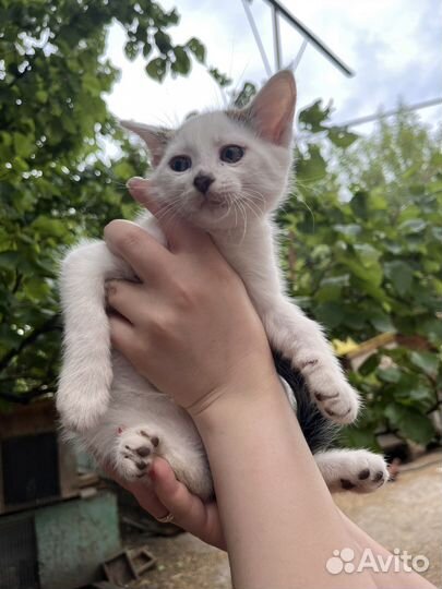 Котики в добрые руки