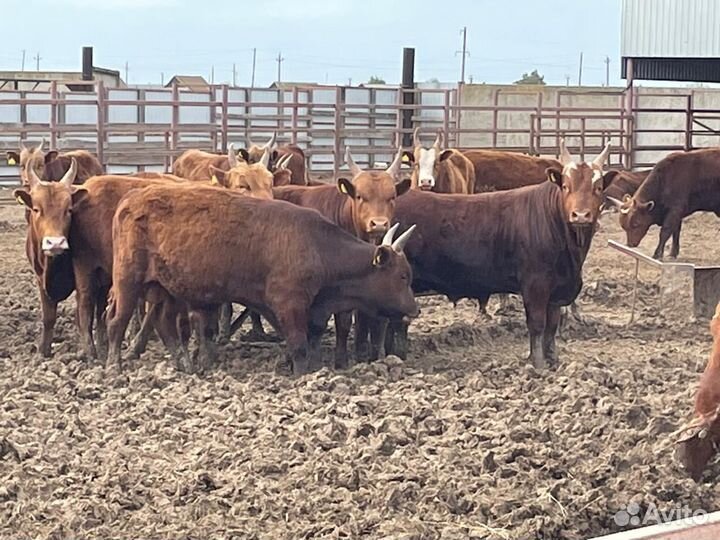 Быки на племя