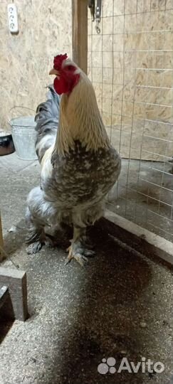 Инкубационное яйцо брама