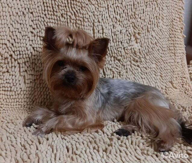 Йоркширский терьер