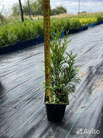 Черенки Туя Смарагд P9