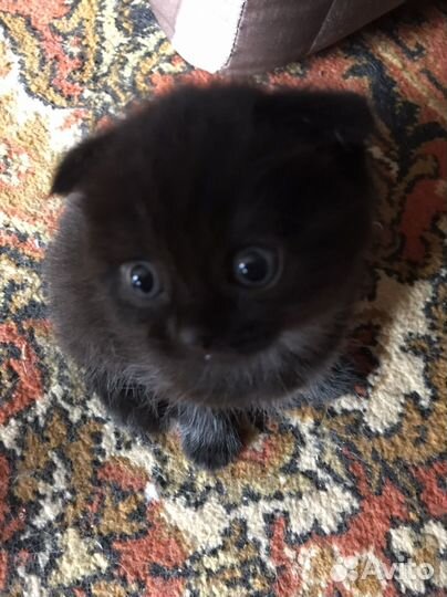 Шотландские котята