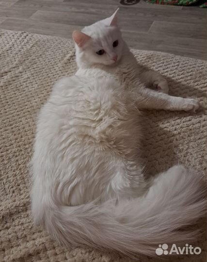 Случка кошки