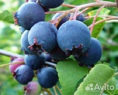 Саженцы рябины, калины, облепихи, черемухи, лещины