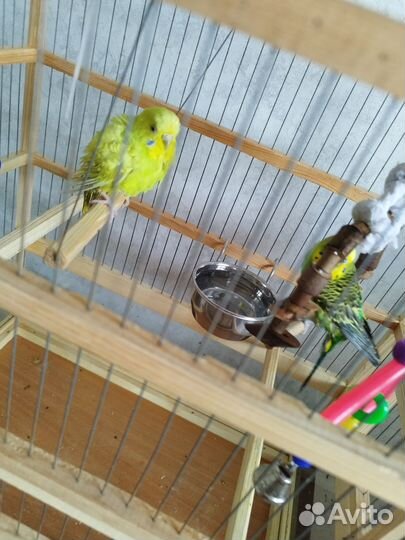 Парочка волнистых попугаев