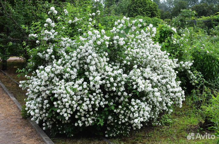 Волжанка,Жасмин,Спирея,Форзиция,Снежноягодник,Юкка