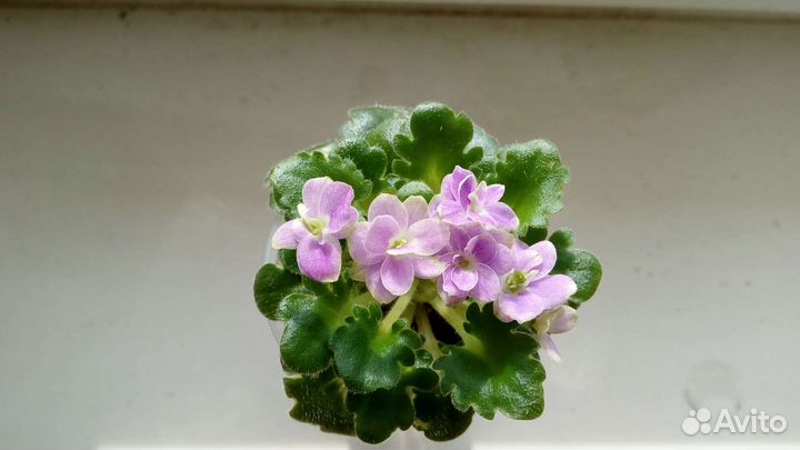 Фиалки сортовые, детки