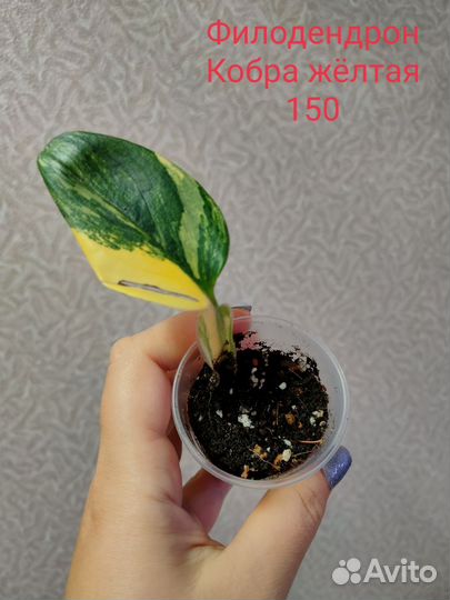 Филодендроны