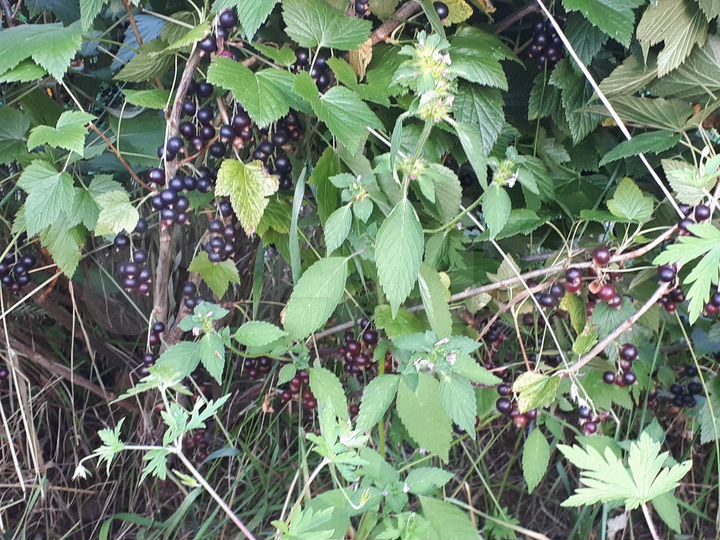 Дача 20 м² на участке 6 сот.