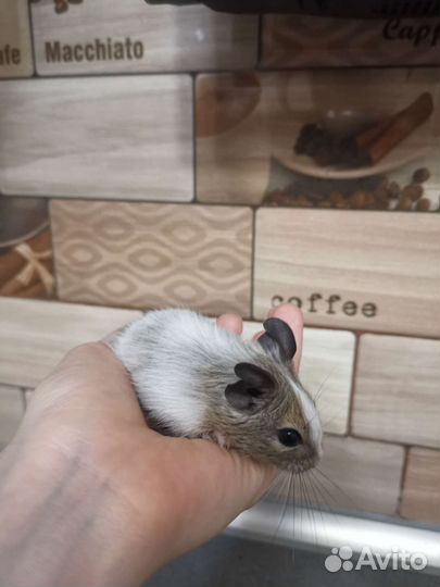 Белка дегу малыши