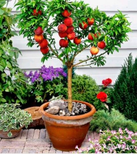 Фруктовые деревья в контейнере