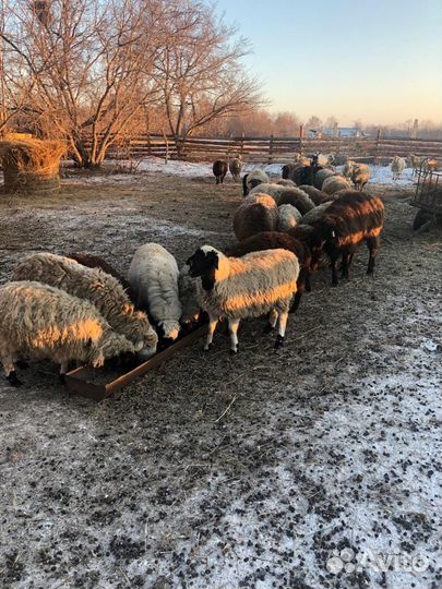 Овцы бараны