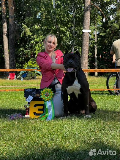 Американский булли тип XL, щенки