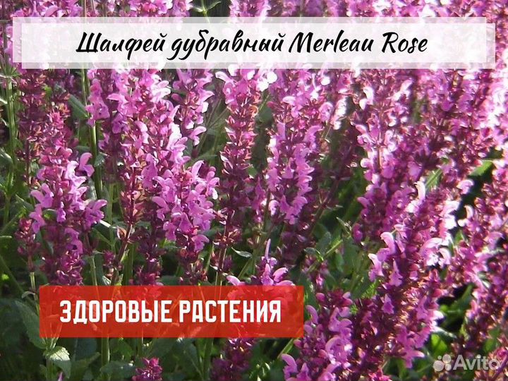 Шалфей дубравный (сальвия) сортовой