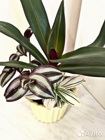 Композиция из 3-7 растений