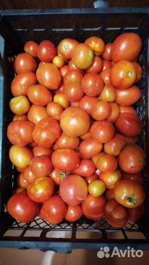Помидоры