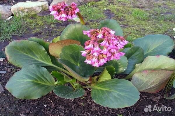 Ирис,бадан,медуница,клубника Зена Зенгана,малина