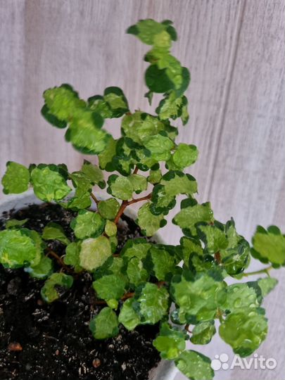 Комнатные растения