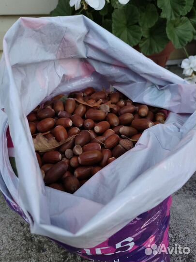 Жёлуди Дуба черешчатого