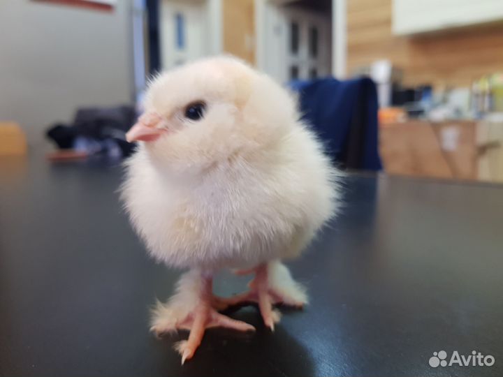 Яйцо инкубационное породистых кур