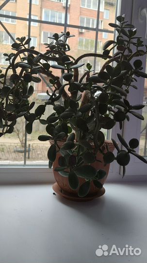 Денежное дерево