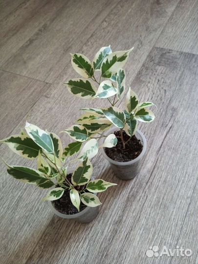 Фикус бенджамина в ассортименте