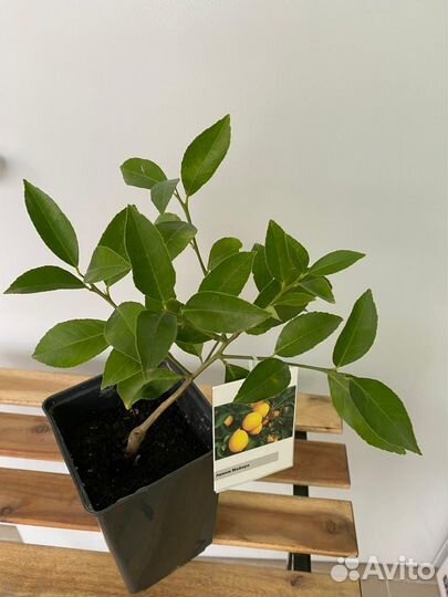 Лимон Мейер