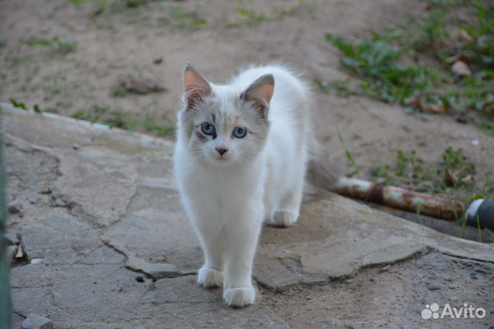 Домашние животные кошки