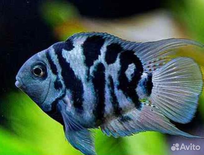 Сапфировый попугай