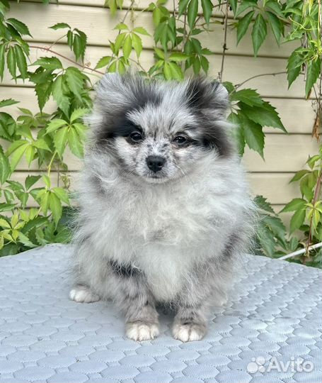 Красавчик мальчишка мерль