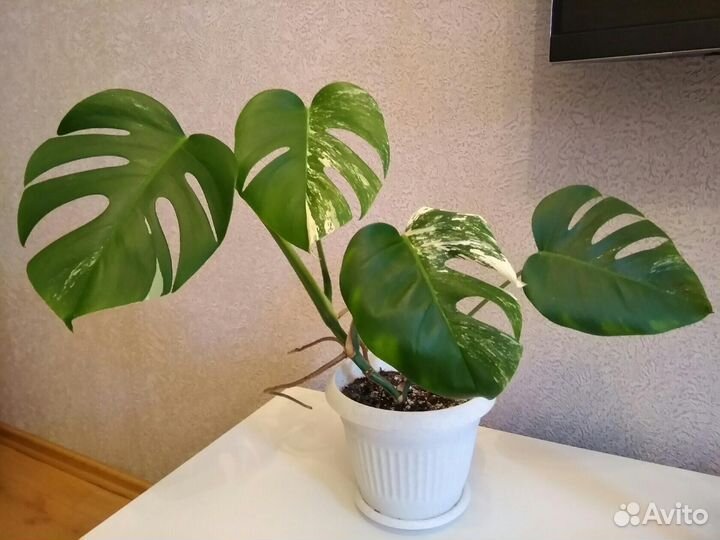 Домашний цветок - Монстера Альба