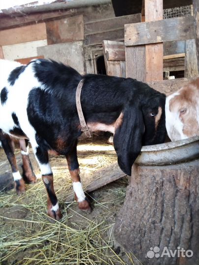 Козы камори