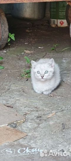 Невская маскарадная