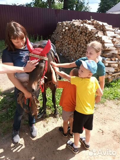 Катание на лошади и пони. Лошадь на праздник