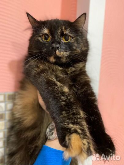 Кошечка Ася 2,5 года