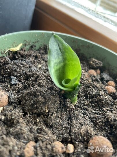 Сансевьерия ханни