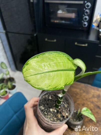 Монстера манки,дифенбахия,хлорофитум и др