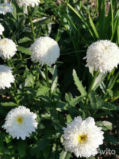 Многолетние садовые цветы