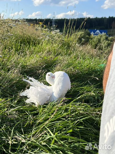 Голуби Павлины Свадебные