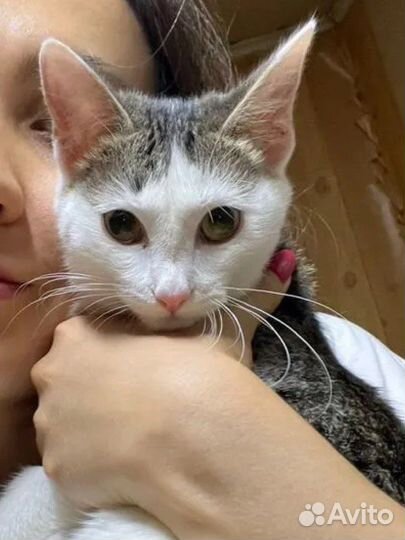 Ласковый котенок в добрые руки