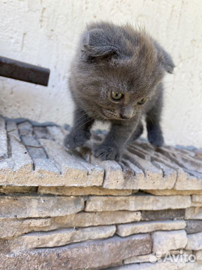 Британская вислоухая котёнок