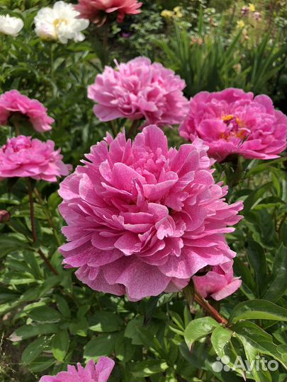 Пион Олененок