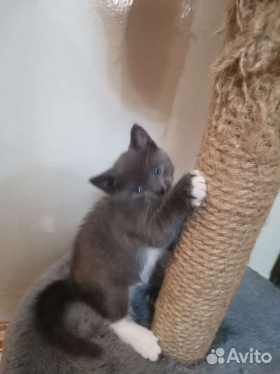 Котята в добрые руки бесплатно