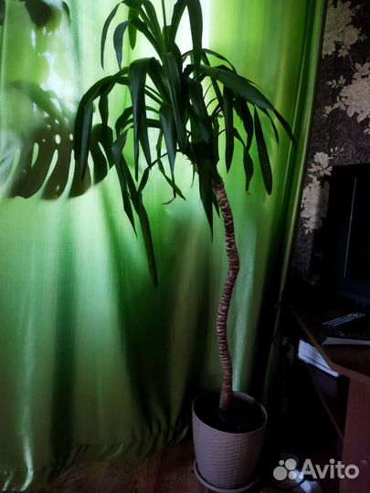 Комнатные цветы юкка